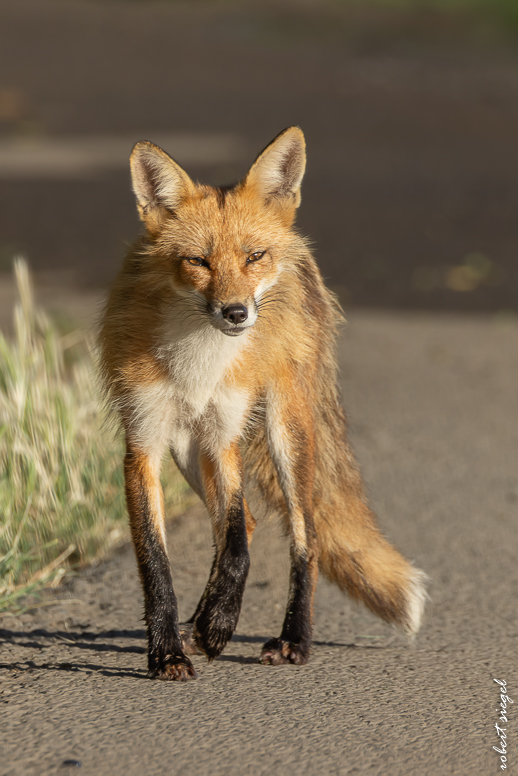 red fox